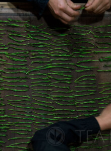 Before using pressure to flatten the tealeaves, helpers from Old Master Wang's own family and neighbours have to twist, fold and lay down the leaves in rows onto a fine metal screen. Laying down tea leaves in rows and columns on the screen of a square mesh
