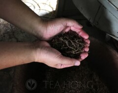 Freshly rolled leaves after the initial oxidation process — Red Jade black tea production