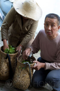 Two leaf pickers selling their pick of the morning at Old Master Wang's door A woman grasping youg leaves from her basket to put into a man's basket next to her