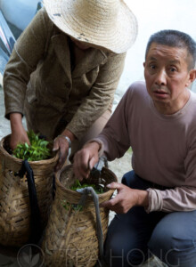 Two leaf picker selling their pick of the morning at Old Master Wang's door A woman grasping youg leaves from her basket to put into a man's basket next to her