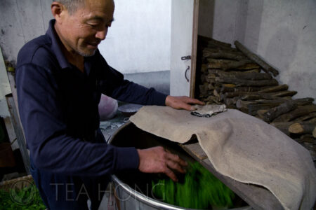 Master Wang feels the softness of the leaves to determine when the process of Sha Qing — arresting enzyme oxidation, in the Western concept of green tea processing — is properly done in his small charcoal fire roaster. Sha Qing — Killing of the Greens