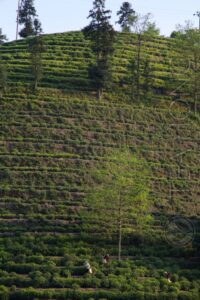 The area of Taiping is made up largely of steep slopes many of which have been turned into stepped tea gardens, mostly for the Shi Da Ye cultivar. A stepped tea farm on a very steep slop in Taiping
