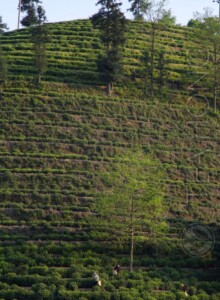 The area of Taiping is made up largely of steep slopes where tea farmers turned into stepped tea gardens, mostly for the Shi Da Ye cultivar. A stepped tea farm on a very steep slop in Taiping