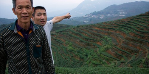 As we climb the hill to one patch of their ancestral farm at the peak, Young Master Wang points at Nanyan, the legendary seat of the first Tieguanyin tea bush. Young Master Wang pointing at Nanyan, the legendary seat of the origin of Tieguanyin