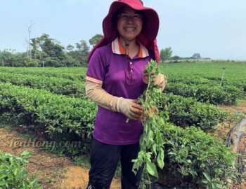 Ms Huang holding weeds she just pulled from amongst this row of tea bushes Ms Huang holding weeds she just pulled from amongst this row of tea bushes