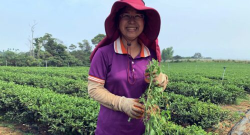Ms Huang holding weeds she just pulled from amongst this row of tea bushes Ms Huang holding weeds she just pulled from amongst this row of tea bushes