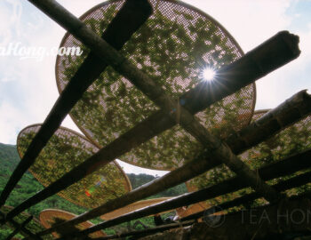 Tea leaves being sunned on shallow bamboo sieves in Wudong, Fenghuang Shan, for the production of Phoenix oolong Tea leaves being sunned on shallow bamboo sieves in Fenghuang Shan