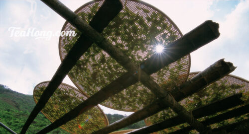 Tea leaves being sunned on shallow bamboo sieves in Wudong, Fenghuang Shan, for the production of Phoenix oolong Tea leaves being sunned on shallow bamboo sieves in Fenghuang Shan