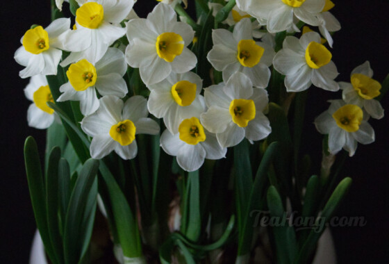 Sacred Lily, which name is borrowed to name the subcategory of oolongs of the Shuixian varieties, is a popular flower for the Lunar New Year for its superb and cleansing fragrance Sacred Lily blossoms