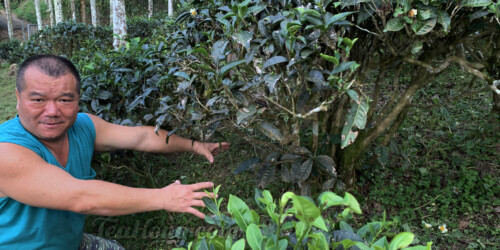 A large portion of Master Li's Red Jade tea plants grow in the wild in one of the mountain slopes in Yuchi. Since his disgust of chemicals, none are used in the plants. Bugs are a constant problem. He is talking about what would happen to a few of his ant infested bushes. Master Li talks about the ant problems in his wild Red Jade tea field