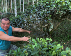 Master Li talks about the ant problems in his wild Red Jade tea field