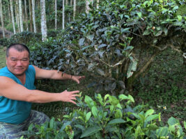 Master Li talks about the ant problems in his wild Red Jade tea field