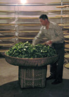 Piling up for the last round of oxidation, Wuyi oolong production