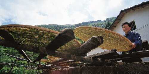 Tea farmer sunning freshly plucked tealeaves as the first step in Fenghuang dancong processing. Yau's family garden, Wudong, Fenghuang Tea farmer withering tea leaves in the afternoon sun