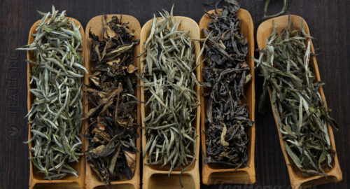 Five different white teas