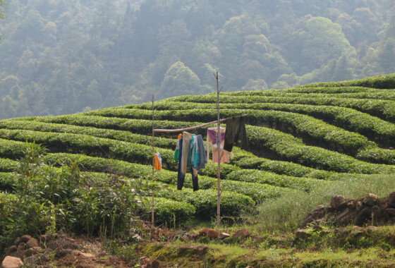 A tea field in Wuyi A tea field in Wuyi