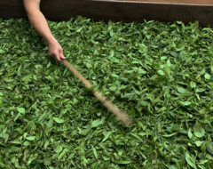 Hong Yu leaves laid down for initial shade withering in Master Li's production workshop