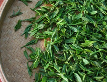 Fresh first flush plucks of the Tu-zhong (original) cultivar, Hangzhou
