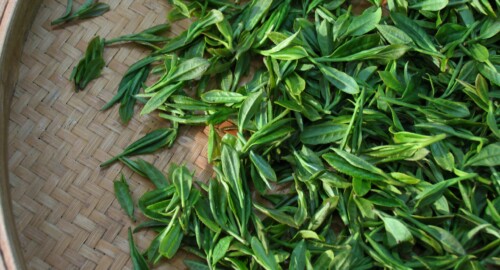 Fresh first flush plucks of the Tu-zhong (original) cultivar, Hangzhou