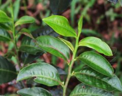 Close up of a Hong Yu tea cultivar TTES#18