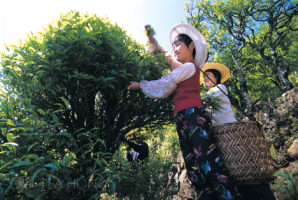 In peak harvest season, everyone has to work