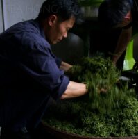 Master Chen loosening tea leaves after rolling before baking. Phoenix oolong production, Wudong, Fenghuang, Guangdong, China