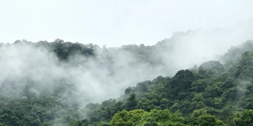 A dragonfly in a misty sky over a dense forest
