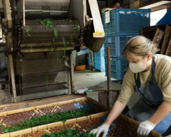 A woman in Master Yoshida team spreading freshly steamed hand-plucked leaves onto the bamboo baskets for the next step in gyokuro processing A woman spreading freshly steamed tea leaves onto two big rectangular bamboo baskets
