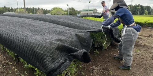 Farmers covering the tea bushes for shaded growth, Suizawacho, Mie Farmers covering rolls of tea bushes directly with sun screening black meshes