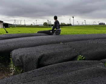 A tea farm worker looking at the cloudy sky as he covers the tea bushes with shading meshes
