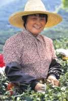 Migrant tea picker from the Jiangsu Province
