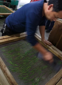 Old Master Wang's assistant gives a final squeegee after covering the screen with laid down tealeaves with another fine metal mesh screen. Man squeezing down rows and columns of green leaves pressed down under a mesh screen