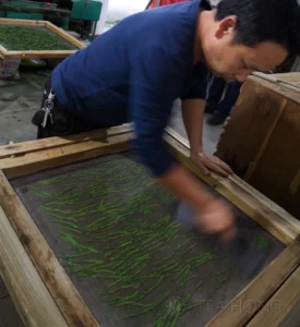 Old Master Wang's assistant gives a final squeegee of the Shi Da Ye tea leaves before passing it through a press Man squeezing down rows and columns of green leaves pressed down under a mesh screen