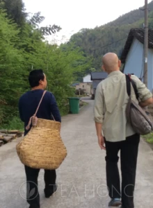 Going to the tea field with old Master Wang's assistant Two men walking towards the valley, one carrying a large bamboo basket for leaf collection