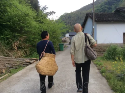 Going to the tea field with old Master Wang's assistant Two men walking towards the valley, one carrying a large bamboo basket for leaf collection