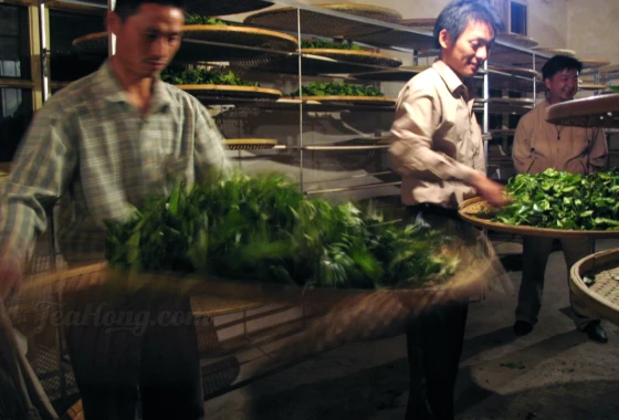 Two men, each spin-rattling a bamboo pan half-filled with green tealeaves in a room dimly light with light bulbs and lined with similar bamboo pans