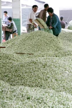 A batch of jasmine flowers being shovelled into bags made of net for delivery to a scenting factory. The net helps to keep the temperature low for the flower buds lest they could bloom before actual scenting begins. A worker in a collection stall filling a buyer's bag with a big shuffle of jasmine flower buds