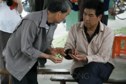 Two buyers for scenting producers discussing the jasmine flower quality of the day at the wholesale market. Two men discussing the quality of jasmine flower buds of the day, both holding a bunch of flower buds in the hand