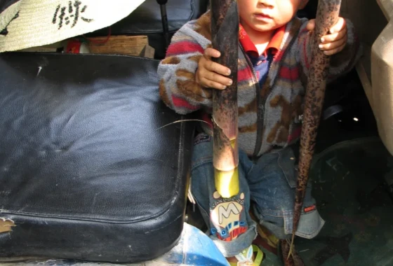 A small boy holding two freshly dug up bamboo shoots in the seat of a worn down small tricycle lorry
