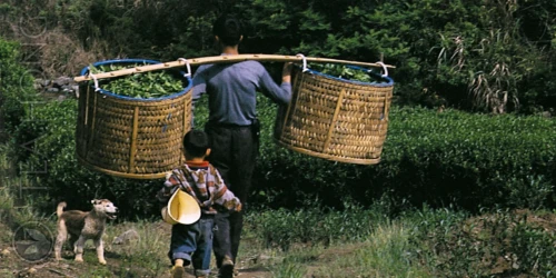 A tea father tilting two baskets of fresh picks walking along a tea field with a small boy following
