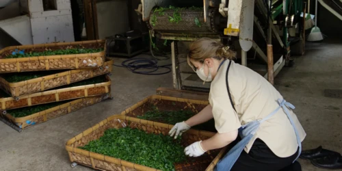A tea farm worker laying fresh off the steamer leaves onto a rectangular bamboo basket for the next step in processing