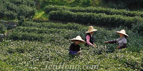 Three lady tea pickers wearing large bream straw hats working in a tea field on a slope under bright sunlight