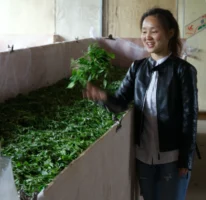 Mr Chen's assistant showing off the first flush harvest