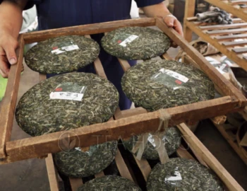 Freshly compressed tea discuses — cha bing — on a wooden tray