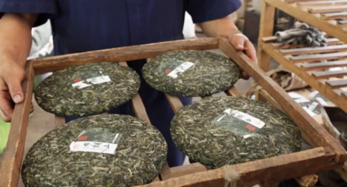 Freshly compressed tea discuses — cha bing — on a wooden tray