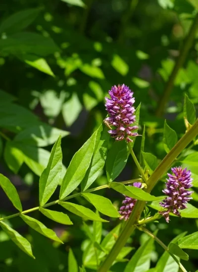 Licorice — Glycyrrhiza glabra, the most predomenent kind of licorice in the West. Notice the narrower leaf shape and longer inflorescence. the flowers and leaves of the common licorice (liquorice)
