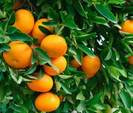 Little tangerines 柑仔 — the fruit's name that this tea is borrowed from — on the tree