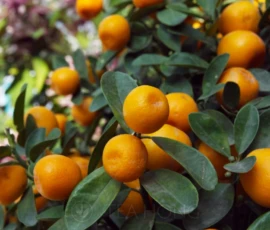 One kind of popular kumquat — calamondin 四季桔 — that for people who are not familiar with the various citrus fruits in Asia, may get confused with tangerines. It is widely believed that this variety maybe a hybrid between a kumquat and a tangerine. It is still a "quat" though, not a "gan"