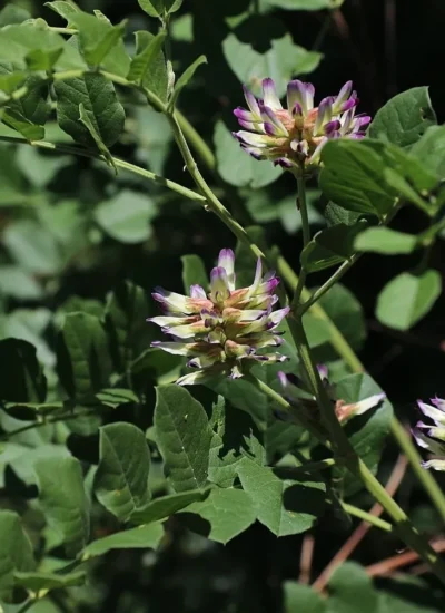 Chinese licorice, Glycyrrhiza uralensis, the species used for TCM herbal concoctions. Notice the broader leaf shape and much shorter, yet more spread out inflorescence The flowers and leaves of Chinese licorice